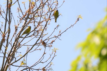 マヒワ 神代植物公園 2021年4月19日(月)