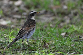 Mon, 4/19/2021 Birding report at 神代植物公園