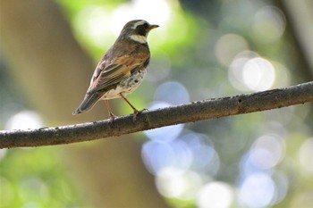 Fri, 4/23/2021 Birding report at 神代植物公園
