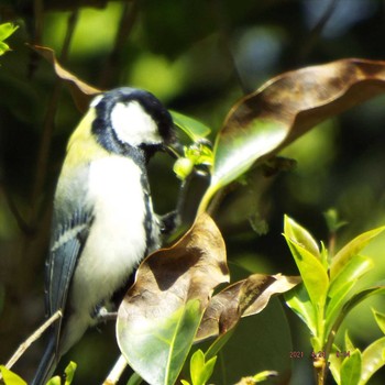 Japanese Tit 横十間川 Sat, 4/24/2021