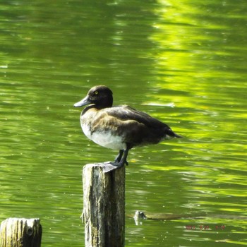 Tufted Duck 横十間川 Sat, 4/24/2021