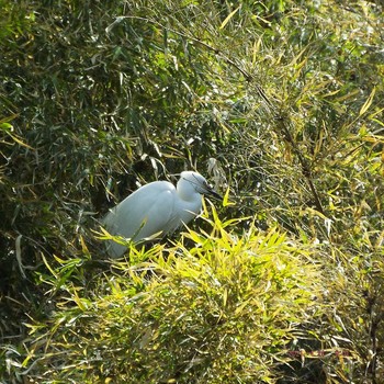 Little Egret 横十間川 Sat, 4/24/2021