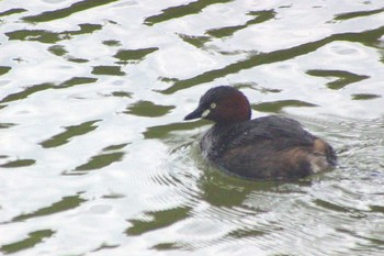 2021年4月24日(土) 愛知県知多市日長勢鎌　旭公園の野鳥観察記録