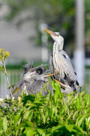 Grey Heron Hattori Ryokuchi Park Sat, 4/24/2021