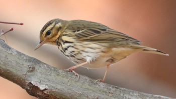 Olive-backed Pipit 東京都 Sat, 2/25/2017