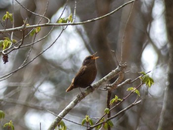 ミソサザイ 十里木高原、水ヶ塚公園 2021年4月24日(土)