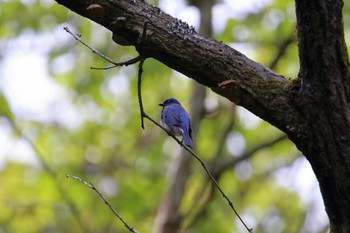 2021年4月24日(土) 逗子市の野鳥観察記録