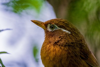 ガビチョウ 秋ヶ瀬公園(ピクニックの森) 2021年4月24日(土)