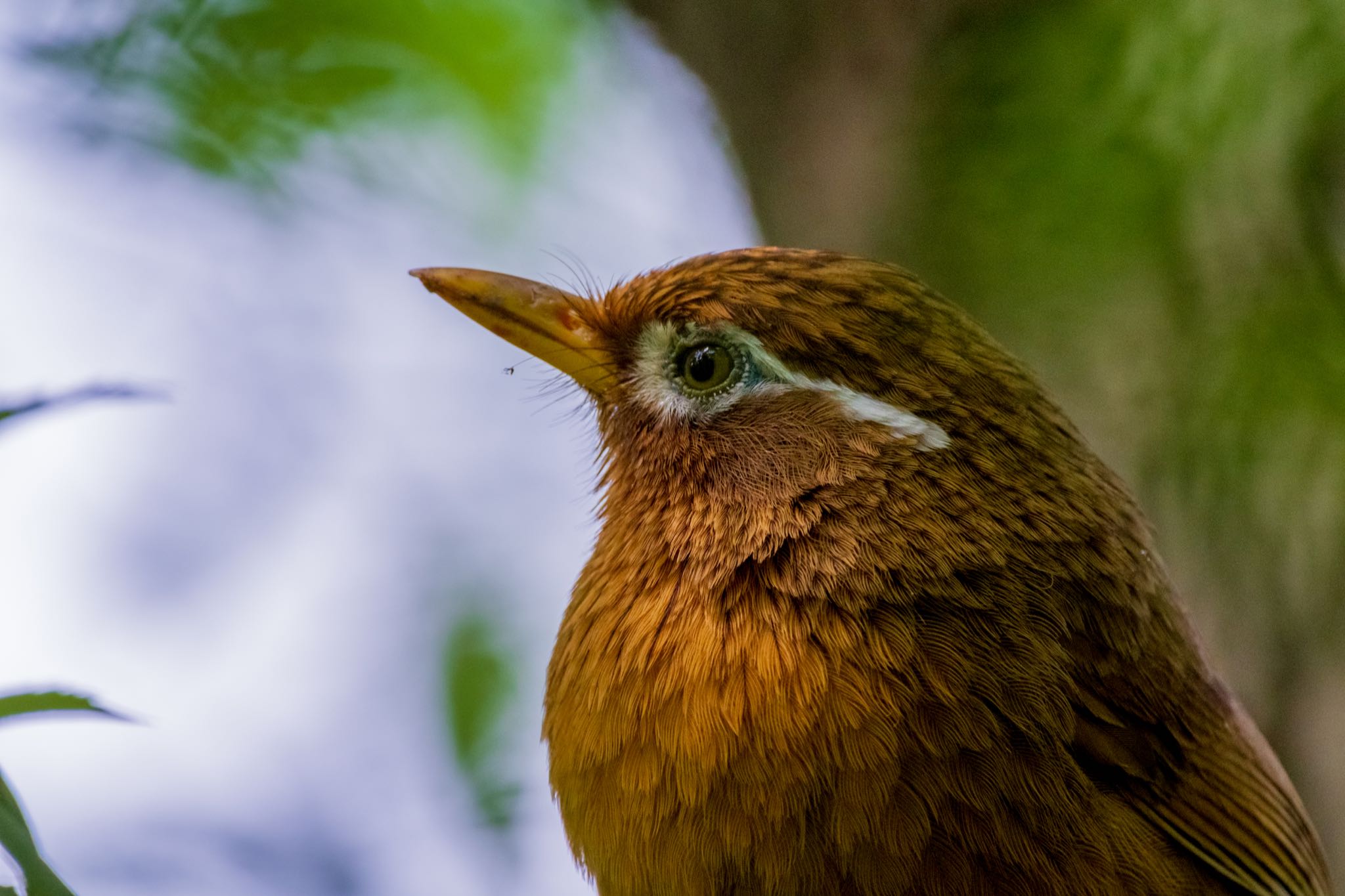 秋ヶ瀬公園(ピクニックの森) ガビチョウの写真 by Marco Birds