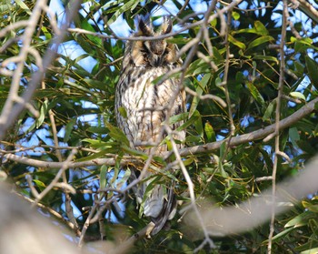 Long-eared Owl 岐阜県 Fri, 2/24/2017