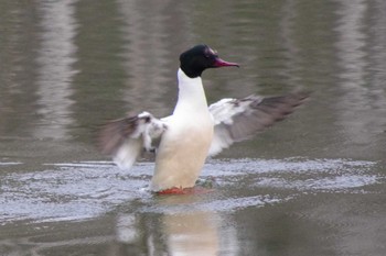 カワアイサ 西岡公園(西岡水源地) 2021年4月24日(土)