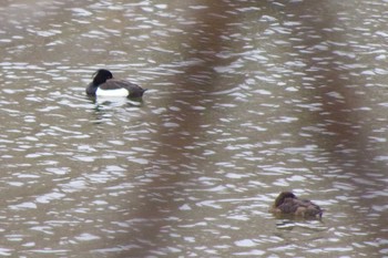 キンクロハジロ 西岡公園(西岡水源地) 2021年4月24日(土)