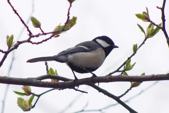 シジュウカラ 西岡公園(西岡水源地) 2021年4月24日(土)