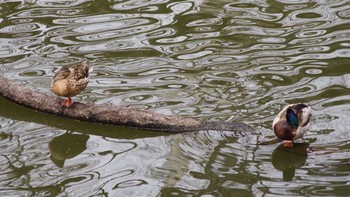 マガモ 西岡公園(西岡水源地) 2021年4月24日(土)