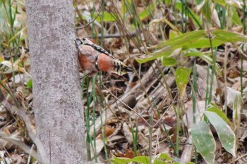 エゾアカゲラ 西岡公園(西岡水源地) 2021年4月24日(土)