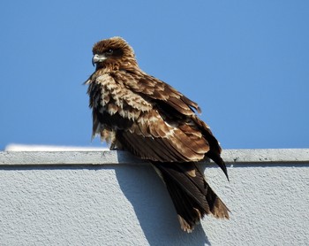 Black Kite 垂水漁港(神戸市) Sat, 2/25/2017