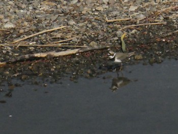 Little Ringed Plover Suwako Lake Fri, 4/23/2021