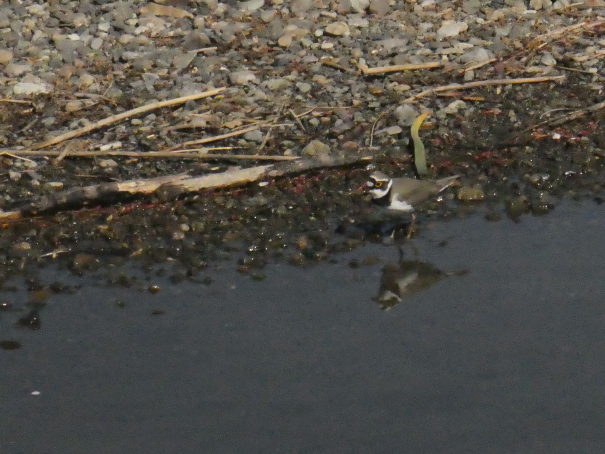 Photo of Little Ringed Plover at Suwako Lake by hinano