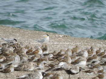 コアジサシ ふなばし三番瀬海浜公園 2021年4月24日(土)