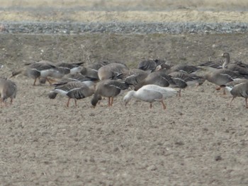 Sat, 4/24/2021 Birding report at 宮島沼