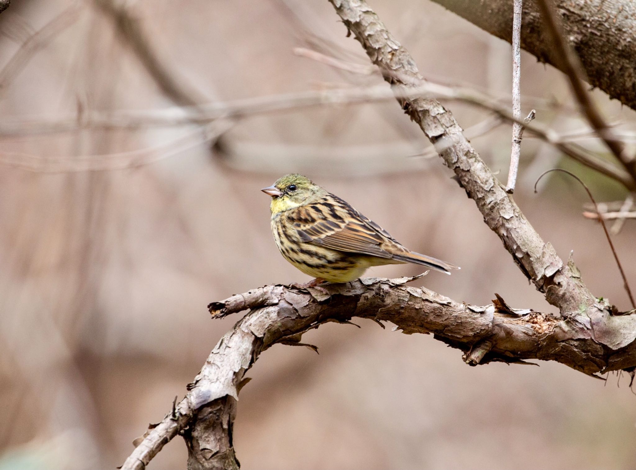 Photo of Masked Bunting at Hayatogawa Forest Road by Leaf