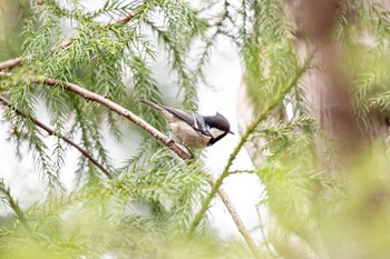 Coal Tit Hayatogawa Forest Road Sun, 3/28/2021