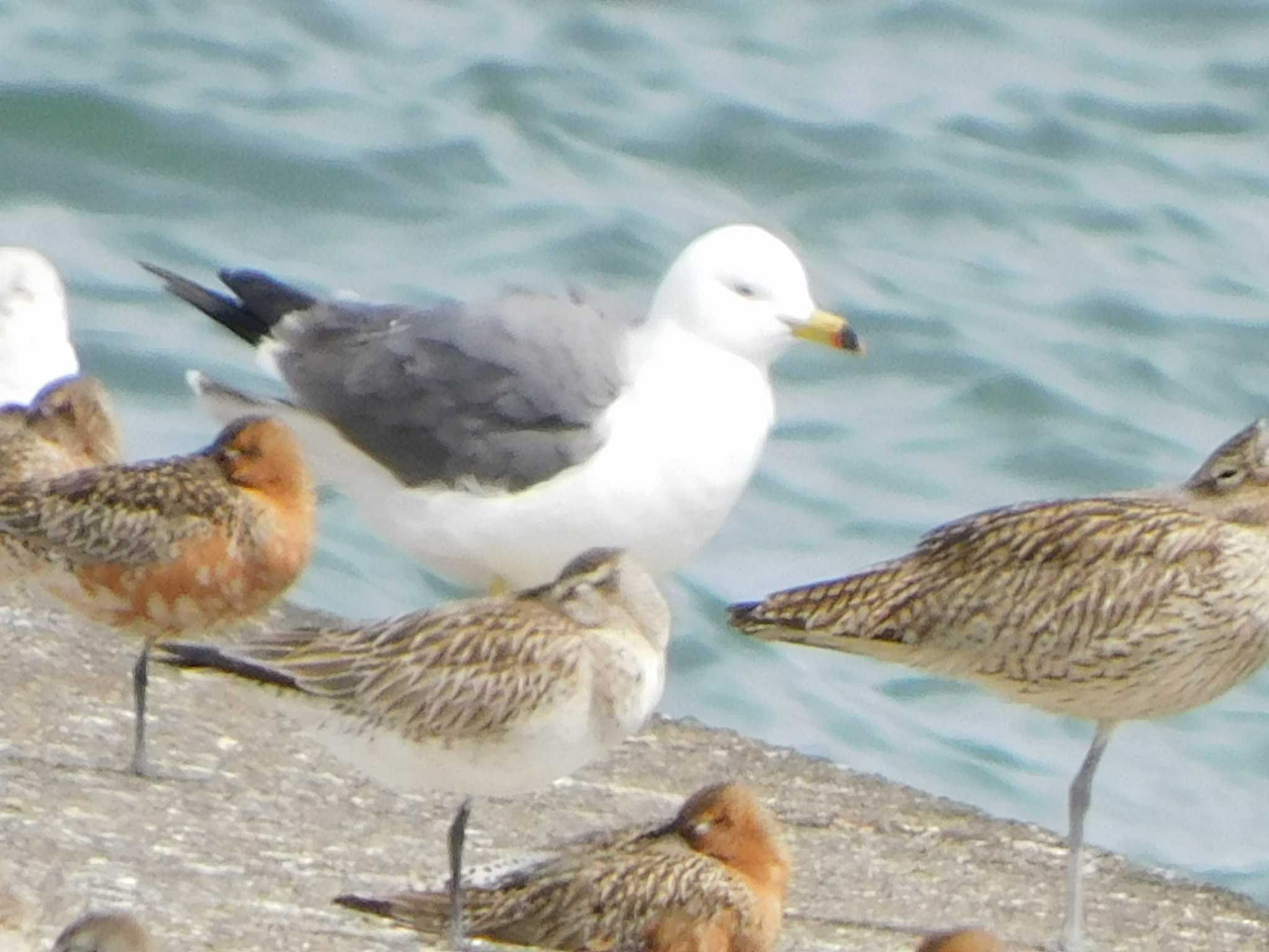 Photo of Black-tailed Gull at Sambanze Tideland by ななほしてんとうむし