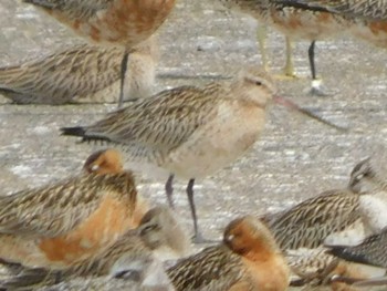 オオソリハシシギ ふなばし三番瀬海浜公園 2021年4月24日(土)