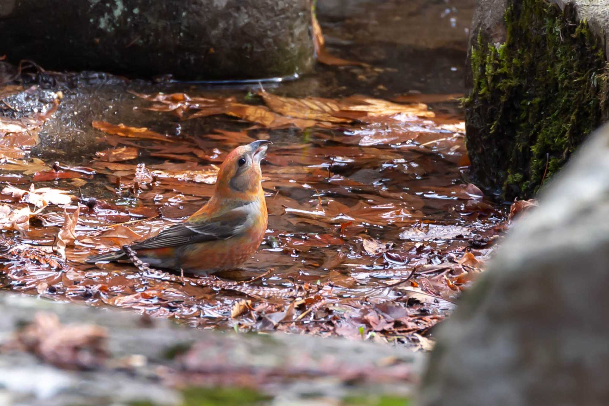 Photo of Red Crossbill at Miharashi Park(Hakodate) by 小鳥遊雪子