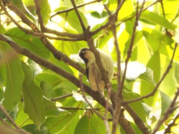 Long-tailed Tit Osaka Tsurumi Ryokuchi Sat, 4/24/2021