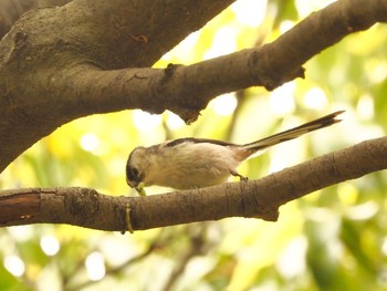 Long-tailed Tit Osaka Tsurumi Ryokuchi Sat, 4/24/2021