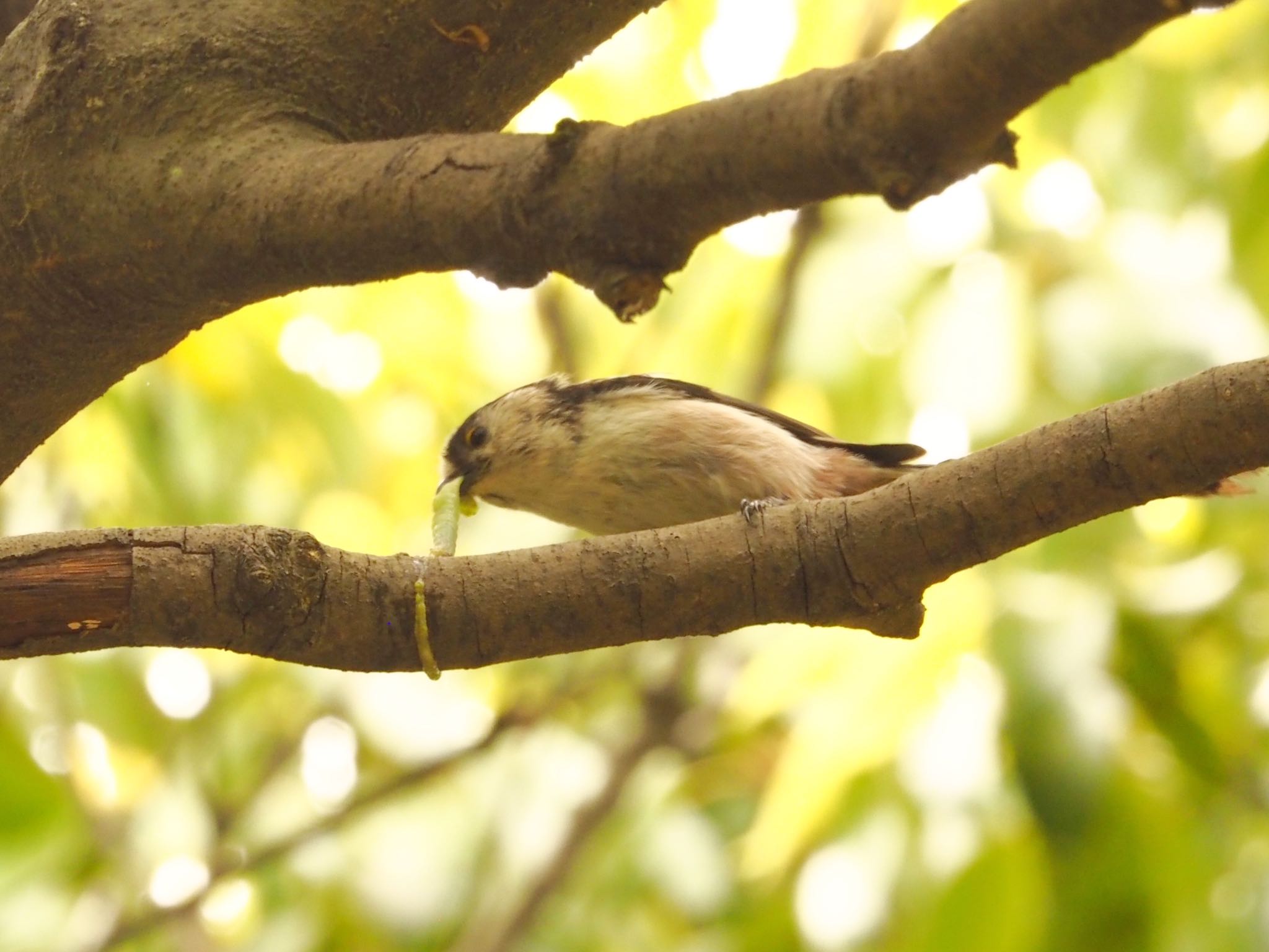 大阪鶴見緑地 エナガの写真 by zebrafinch11221