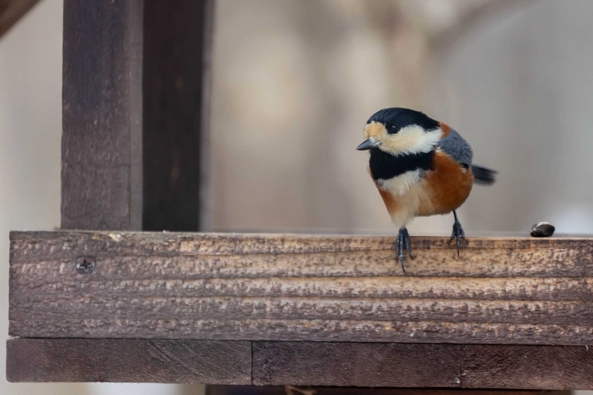 Photo of Varied Tit at The Bird Watching Cafe by 小鳥遊雪子