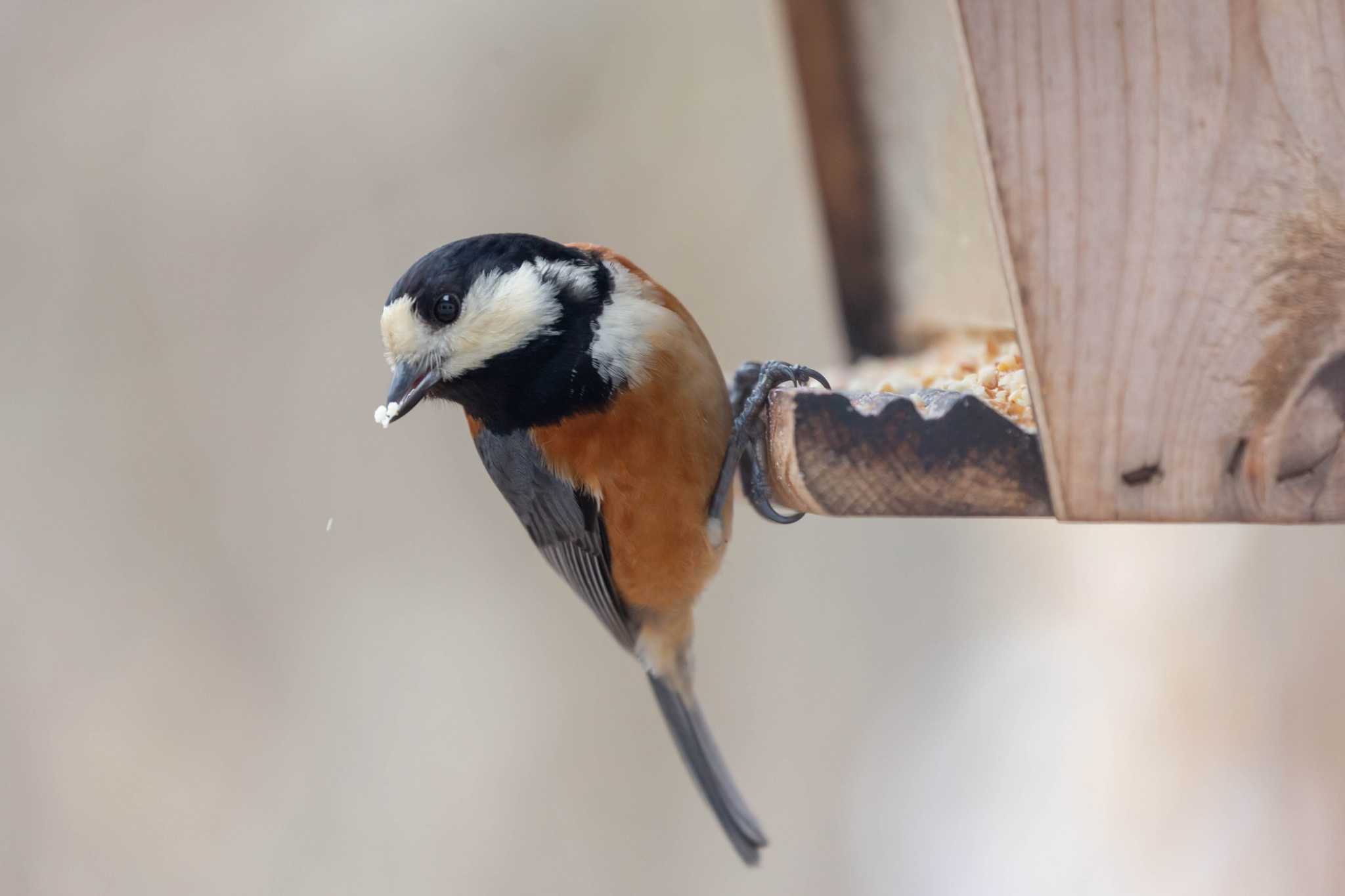 Varied Tit