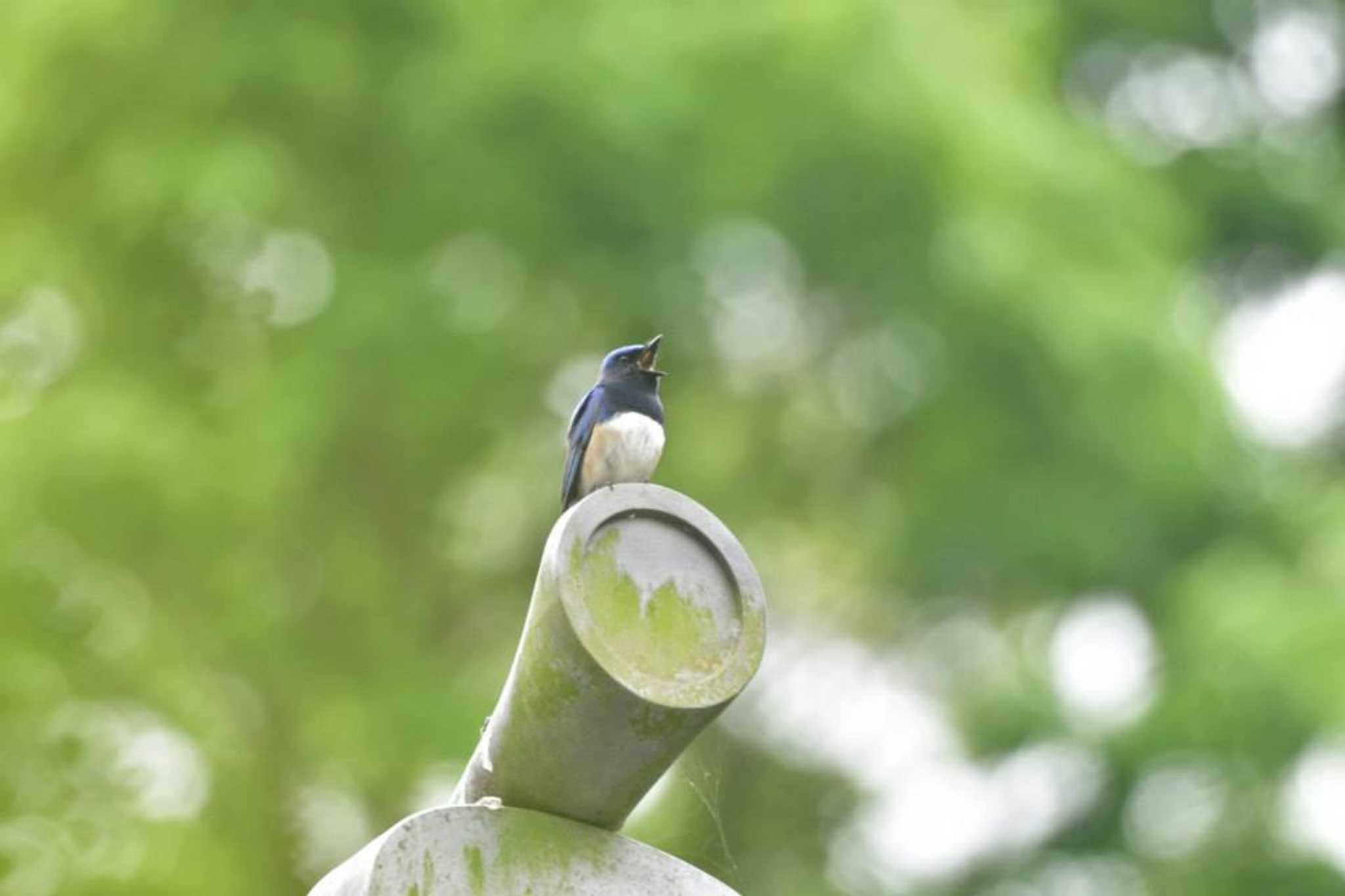 明月院 オオルリの写真 by やなさん