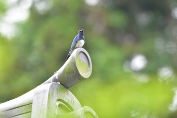 オオルリ 明月院 2015年4月29日(水)