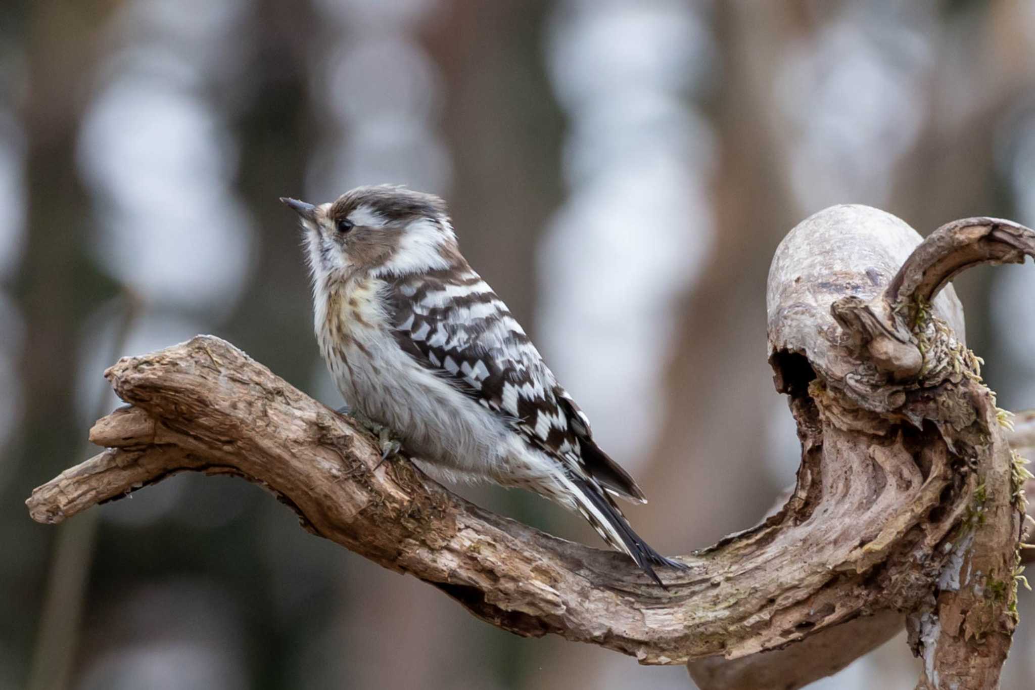 Japanese Pygmy Woodpecker