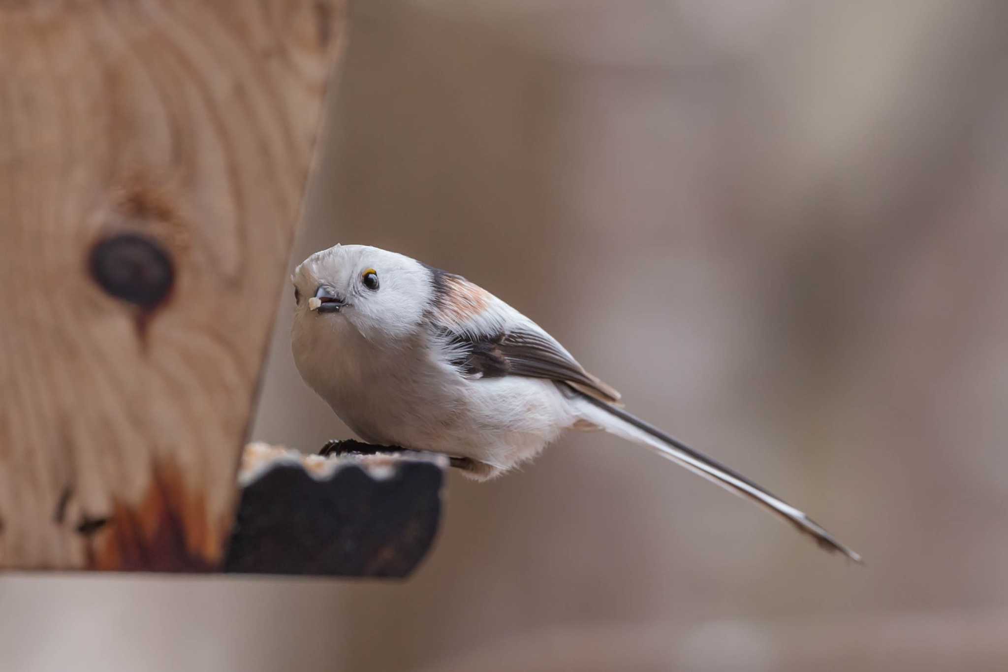 Photo of Long-tailed tit(japonicus) at The Bird Watching Cafe by 小鳥遊雪子