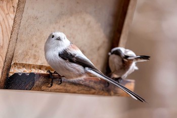 2020年3月20日(金) The Bird Watching Cafeの野鳥観察記録