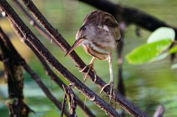 ヨシゴイ シンガポール植物園 2021年4月24日(土)