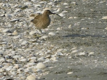 Eurasian Whimbrel Yatsu-higata Sat, 4/24/2021