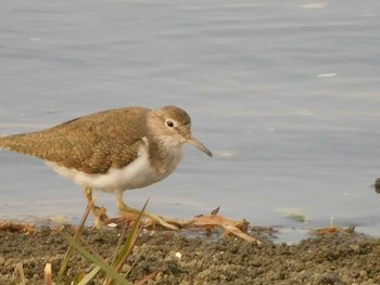 Common Sandpiper Yatsu-higata Sat, 4/24/2021