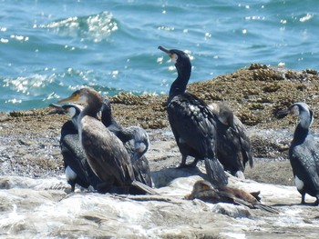 ウミウ 江ノ島 2021年4月23日(金)