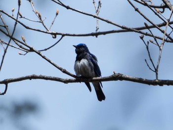 2021年4月24日(土) 檜原都民の森の野鳥観察記録