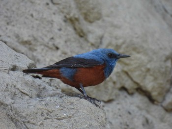 2021年4月23日(金) 江ノ島の野鳥観察記録