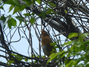 2021年4月24日(土) 昭和記念公園の野鳥観察記録