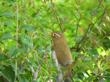 ガビチョウ 昭和記念公園 2021年4月24日(土)