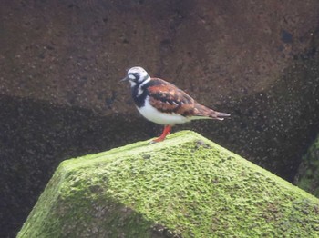 Sat, 4/24/2021 Birding report at 宮城県 鳥の海