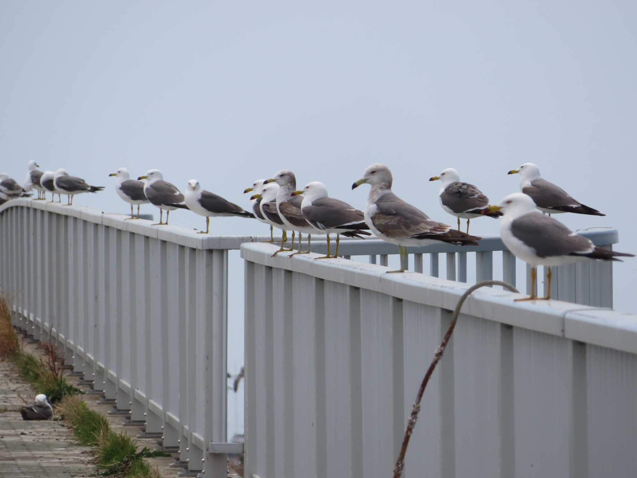 宮城県 鳥の海 ウミネコの写真 by ゆ