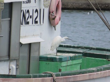 コサギ 宮城県 鳥の海 2021年4月24日(土)